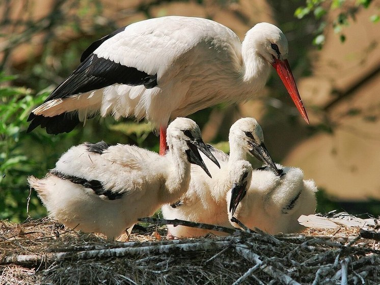 В Подмосковье обнаружили новое место гнездования белого аиста