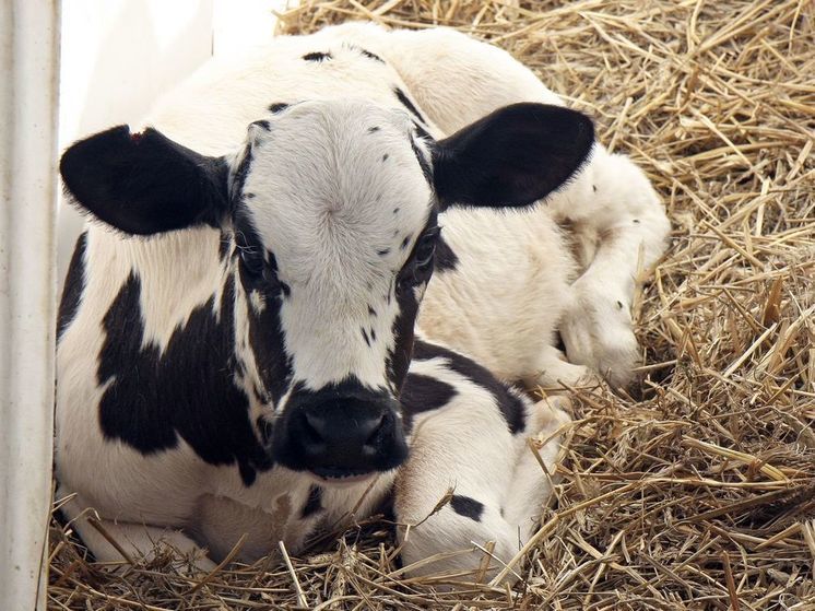 В Подмосковье теленок провалился в яму под водонапорной башней