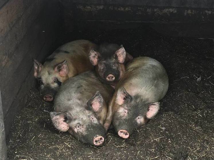 В Рязанскую область завезли 158 племенных свиней из Ирландии