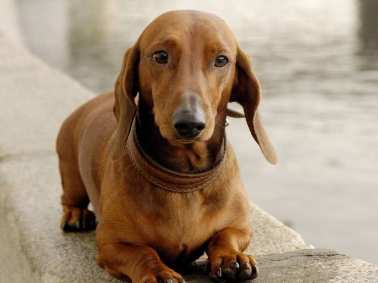 Неравнодушные жители региона помогли найти потерявшуюся собаку