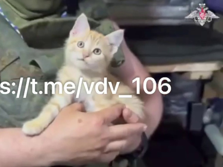Котёнок Гоша тульских бойцов 106-ой дивизии ВДВ нашёл дом