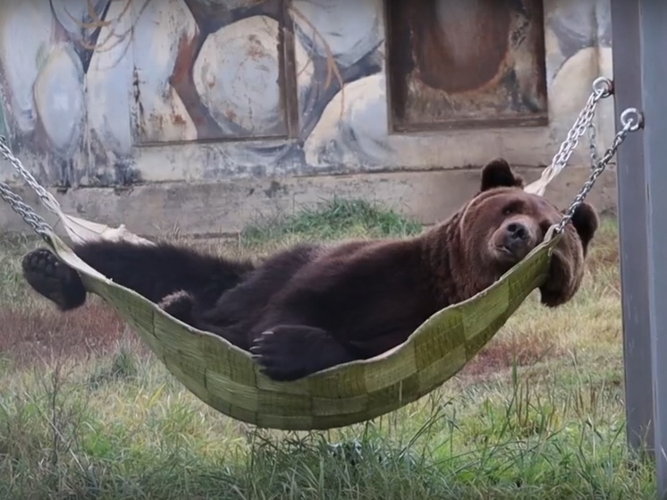 В Ярославском зоопарке медведи готовятся к зимней спячке