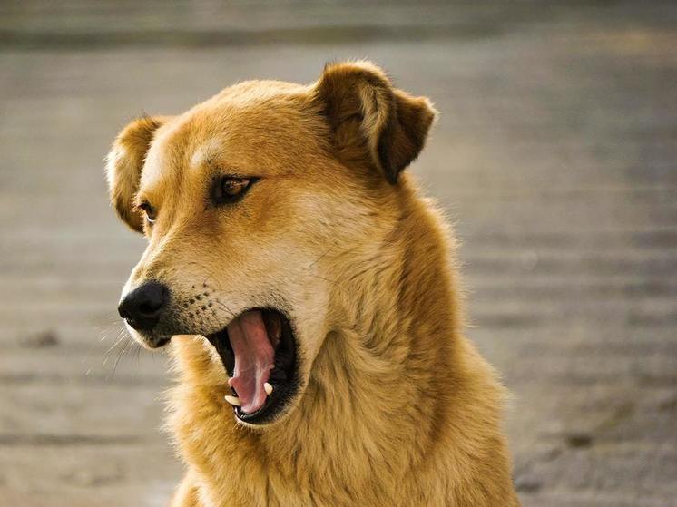 В Улан-Удэ хозяйская собака покусала двух женщин