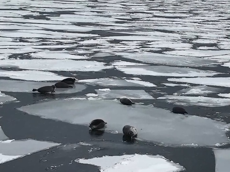В Бурятии показали, как нерпы дрейфуют на льдинах (видео)