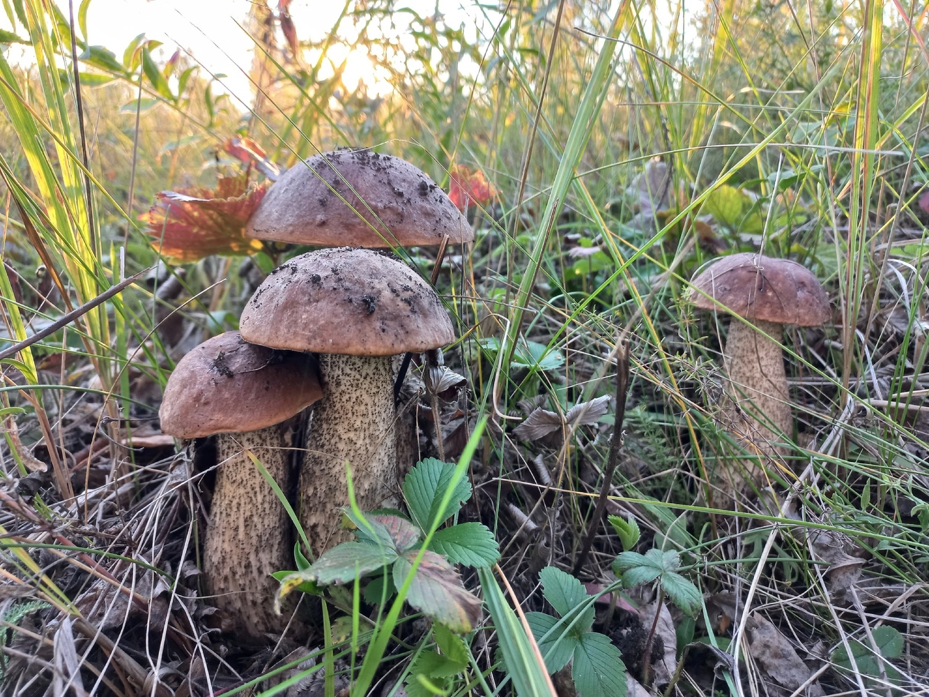 Как это было: на Южном Урале не могут закрыть грибной сезон