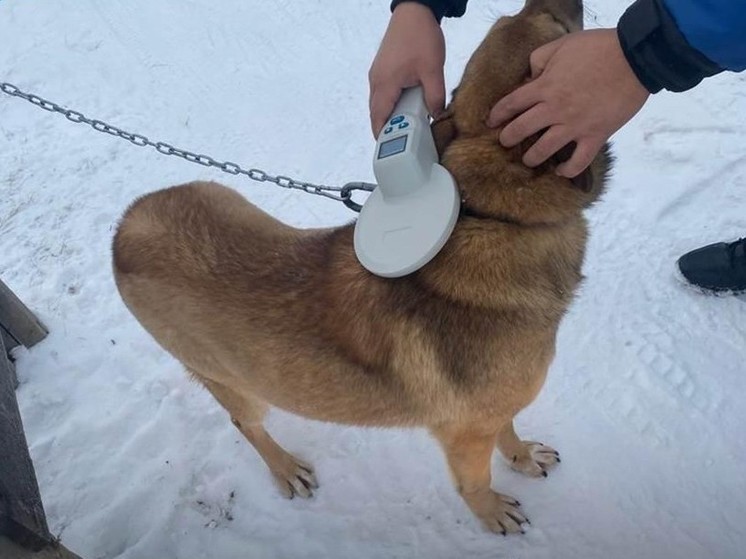В Якутии собачников оштрафовали на 30 тысяч рублей