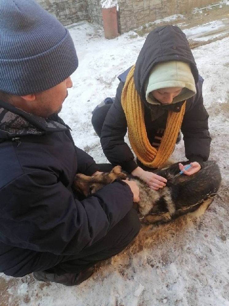 В микрорайоне Улан-Удэ вакцинировали 20 домашних животных