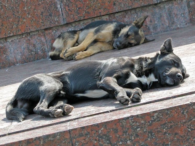 В Думе отреагировали на решение властей Бурятии умертвлять бездомных собак
