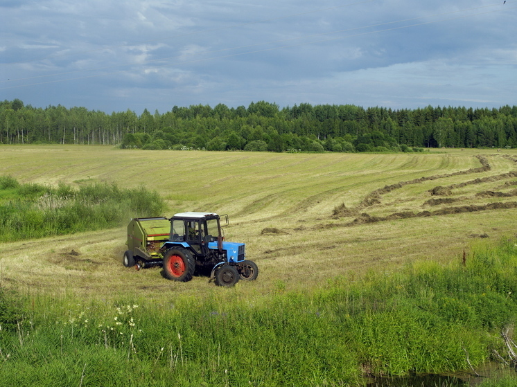 В Новгородской области действуют 35 видов поддержки агропромышленного сектора