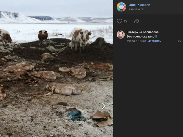 Разбросанные кишки обнаружили на пастбище в хакасском селе Сон