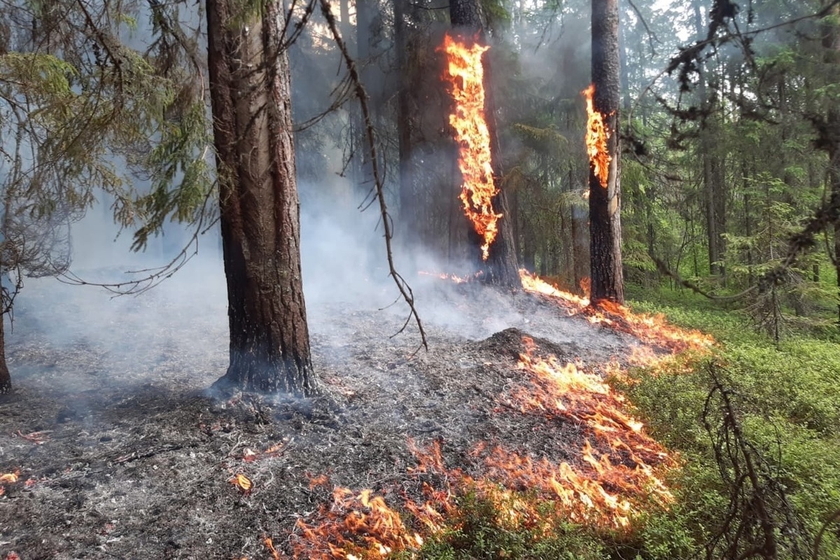 Вологодская область вошла в число лучших регионов по тушению лесных пожаров