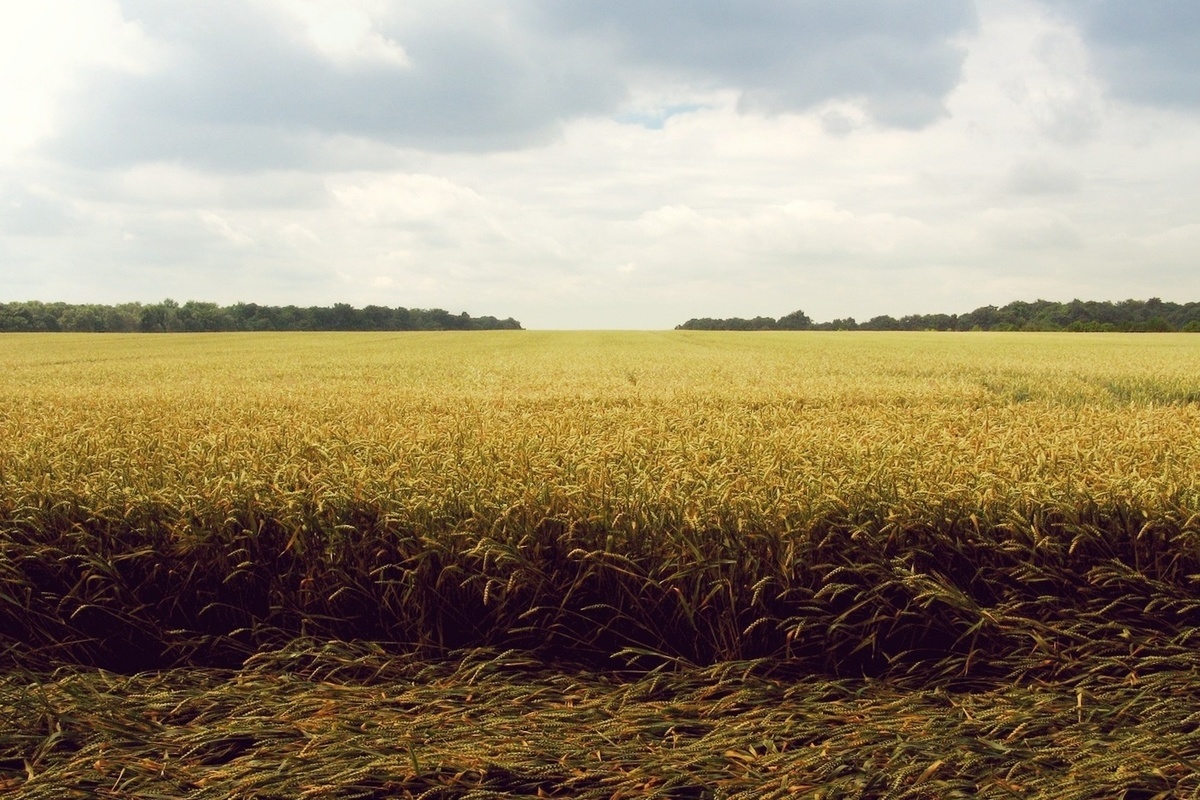 В Курской области отметили рост производства продукции растениеводства на 22%