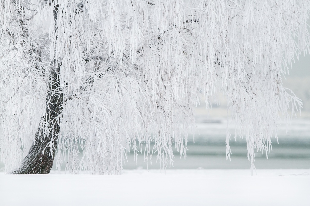 В Курской области из-за надвигающихся метелей прогнозируют снег до 10 см