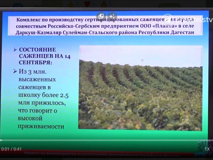 Дагестан обеспечил себя саженцами винограда