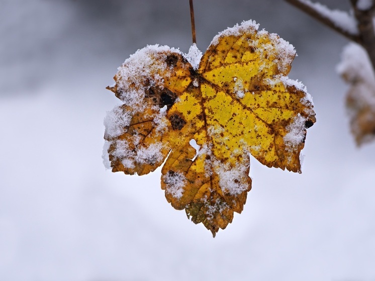Дождь, мокрый снег и сильный ветер ожидаются в Сахалинской области днем 18 ноября