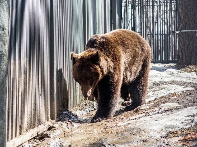 "Следы медведю не принадлежали": глава города Кедровый успокоила местных жителей