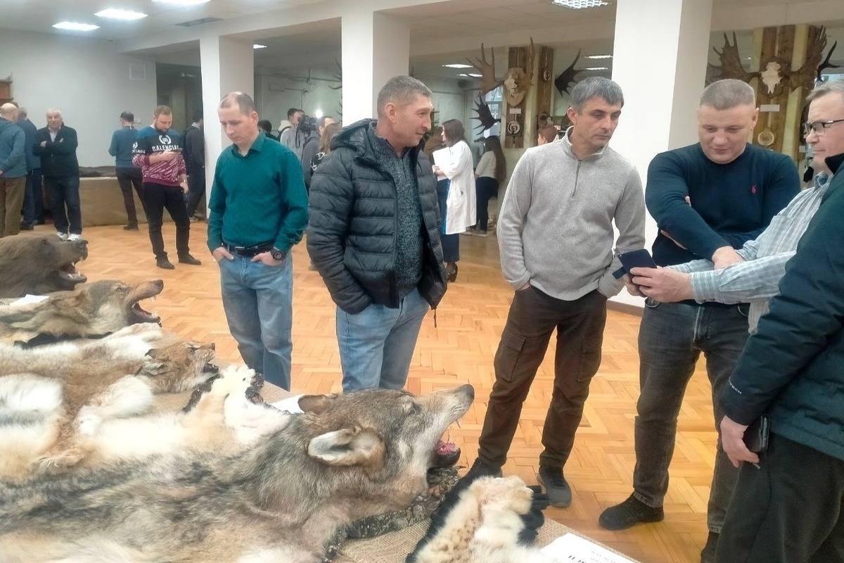 От клыков кабана до шкуры медведя: в Костроме прошла выставка трофеев охотников