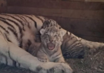 Недавно родившиеся в барнаульском зоопарке тигрята переедут в Краснодар. Это произойдет, когди они достаточно окрепнут, пока они находятся с мамой Фифой, сообщают «Вести Алтай».
