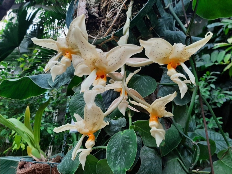 "Орхидея-бык" зацвела в Ботаническом саду ТГУ