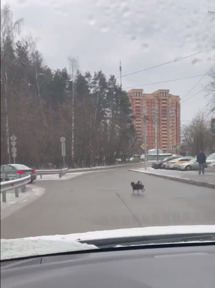 Водитель из Балашихи выгуливал собаку во время езды