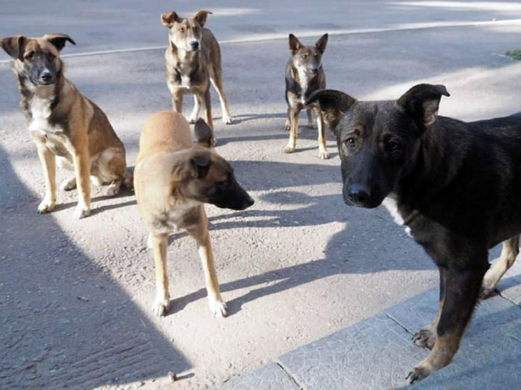 Астраханский парк Знаний оккупировали собачьи стаи