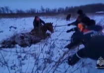 О том что животное попало в беду в МЧС сообщили жители села Матвеевка
