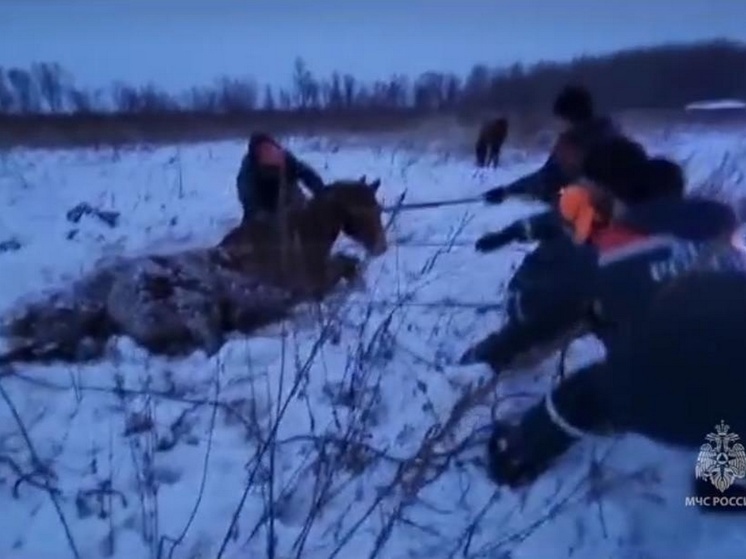 В Хабаровском крае сотрудники МЧС спасли лошадь