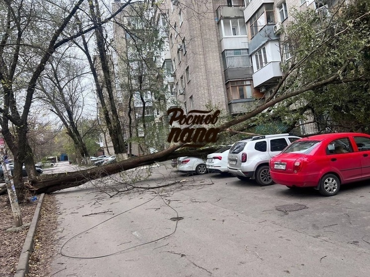 В  Ростове огромное дерево упало на девятиэтажку