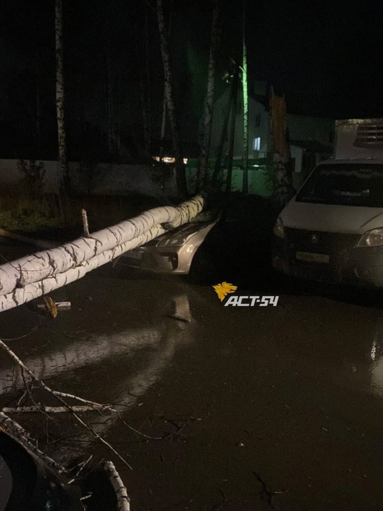 В Новосибирске рухнувшая от ветра береза раздавила два автомобиля