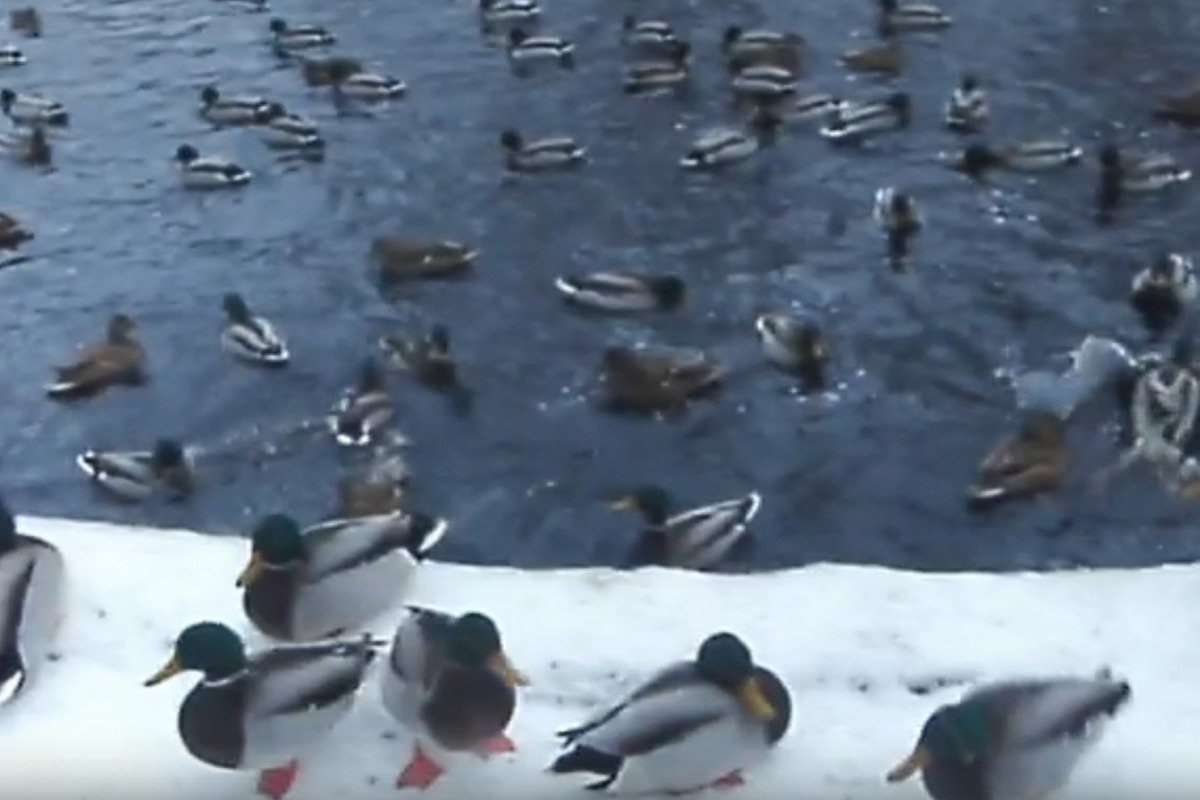  Большая и громкая утиная сходка в центре Петрозаводска попала на видео