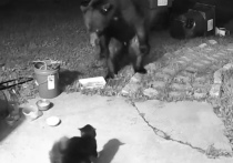 В Сети стремительно распространяется видео, на котором домашний кот прогоняет медведя, забредшего ночь на частный участок