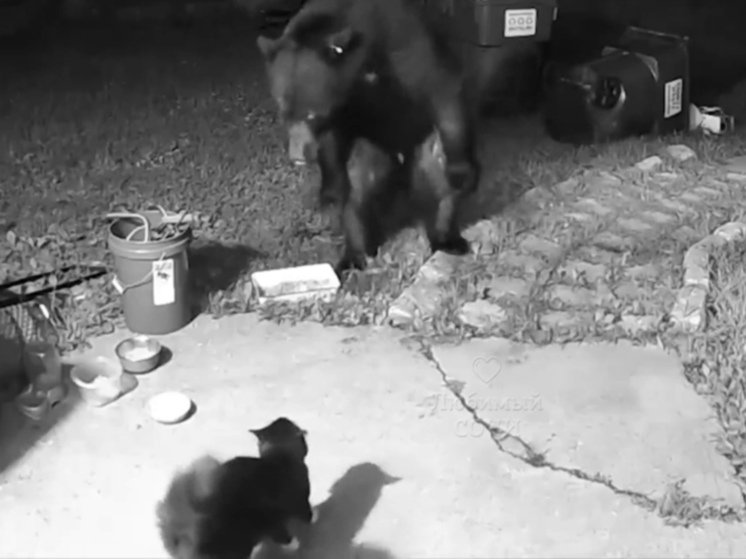 Домашний кот прогнал медведя в Сочи и попал на видео