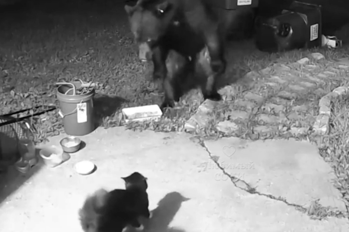 Домашний кот прогнал медведя в Сочи и попал на видео