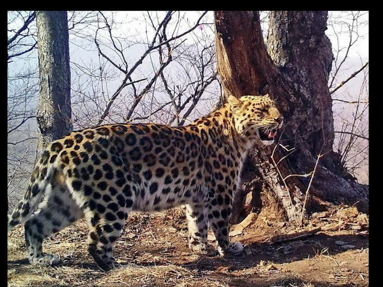 Scientists have compiled pedigrees for more than a hundred Far Eastern leopards