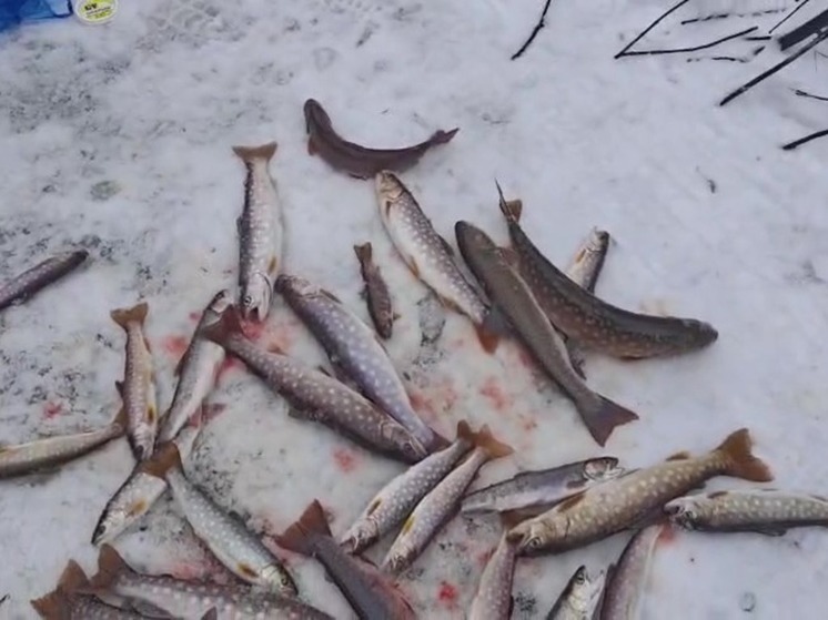 Рыбаки похвастались крупным уловом кунджи на севере Сахалина