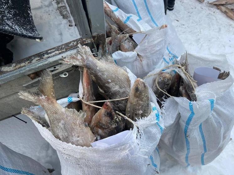 В Надымском районе у браконьеров отобрали больше 300 щекуров и 30 муксунов