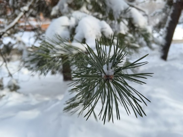 Молодежь Хабаровского края приглашают на Всероссийский юниорский лесной конкурс «Подрост»