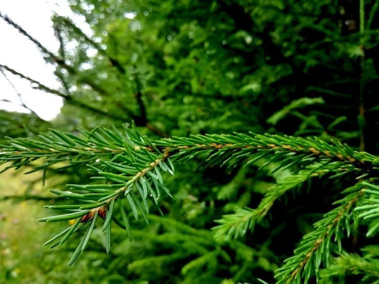 План по лесовосстановлению выполнен в Вологодской области