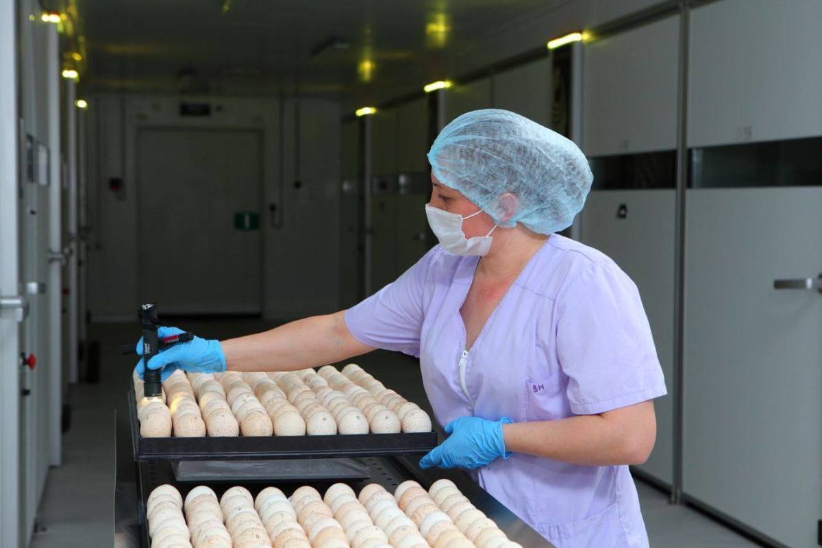 Пензенцы жалуются на рост цен на яйца и курицу
