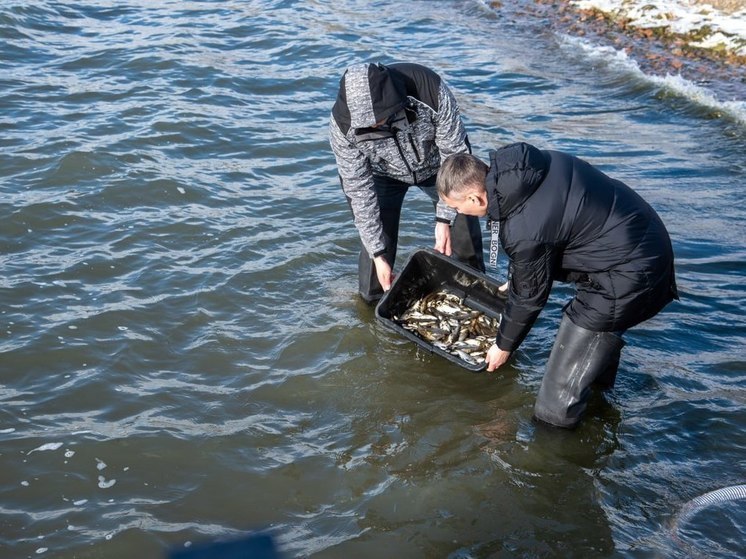 В водоемы Челябинской области заселили 278 тысяч мальков рыбы