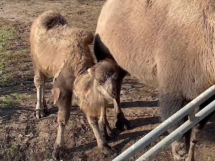 В Ростовском зоопарке родился верблюжонок