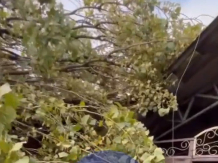 В Батайске огромный тополь упал на частный дом