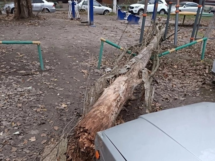 В донской столице от сильного ветра упали 36 деревьев