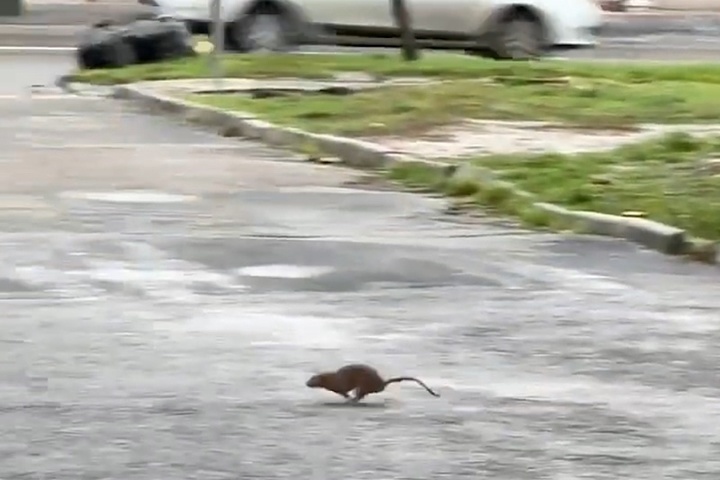 На Западном в Ростове мусорные жбаны заполонили крысы