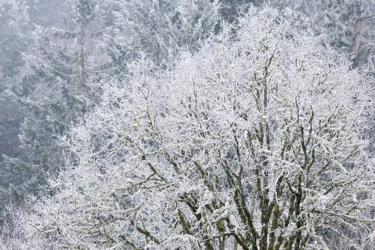21 ноября в Ивановской области ожидают небольшой снег и гололедицу