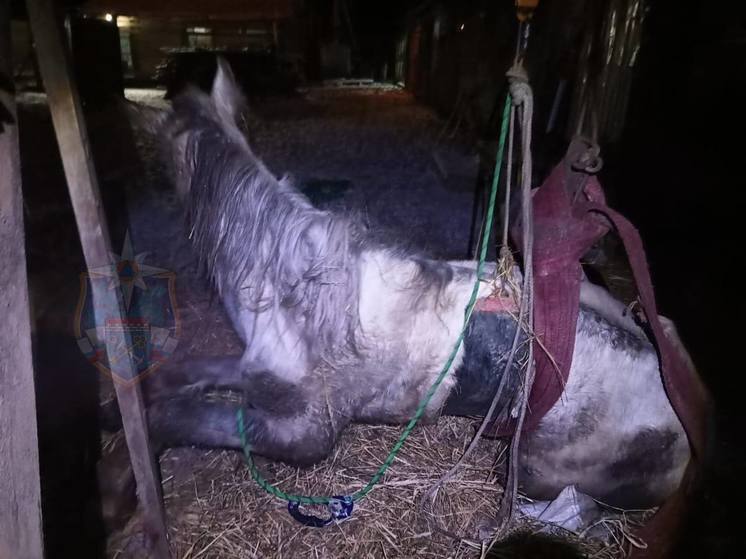 Ленинградские спасатели помогли травмированному коню встать на копыта