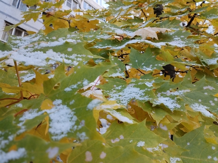 Жителям Ленобласти пообещали снег и изморозь 21 ноября