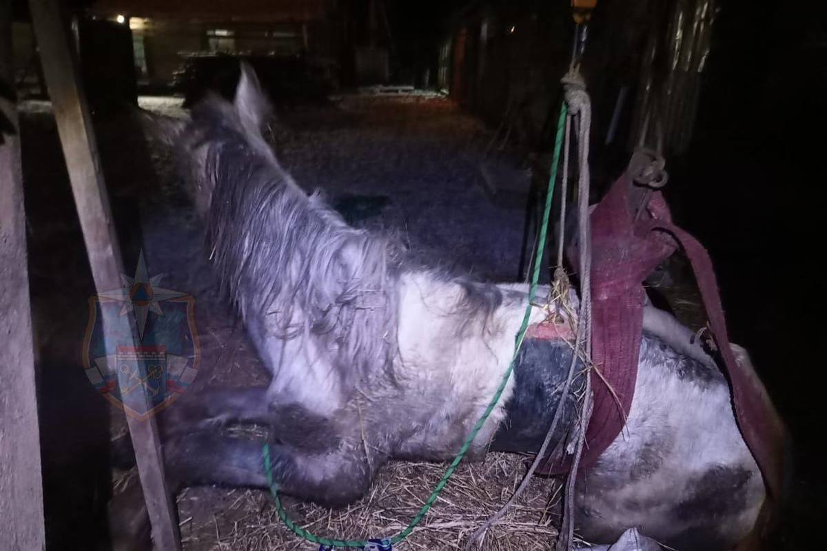 Ленинградские спасатели помогли травмированному коню встать на копыта