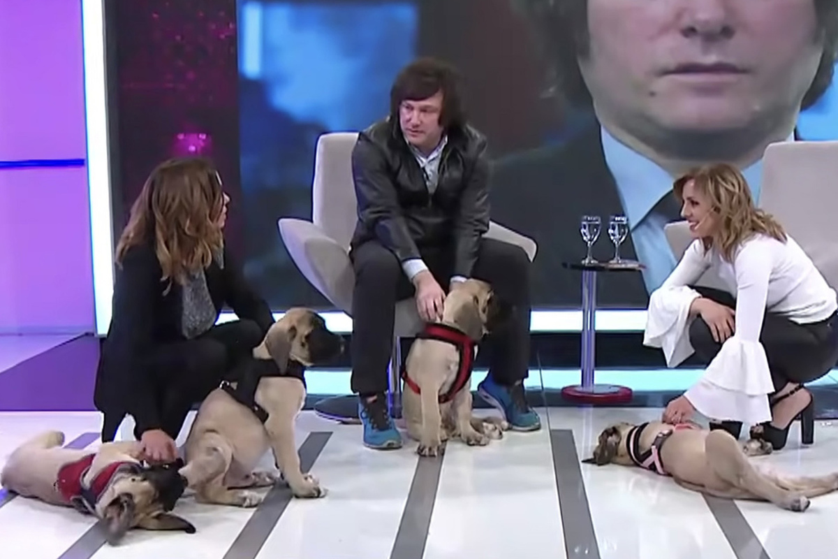 The dogs of the new president of Argentina made us remember the cat mayor and goat rulers