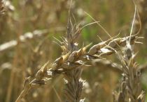 Украина способна поспособствовать решению продовольственной проблемы в мире, продолжая поставки на мировой рынок зерна и другой сельскохозяйственной продукции